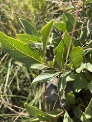 Vangueria venosa