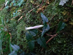 Tripterospermum luzonense