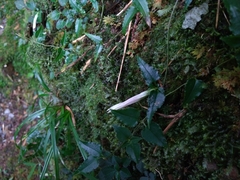 Tripterospermum luzonense