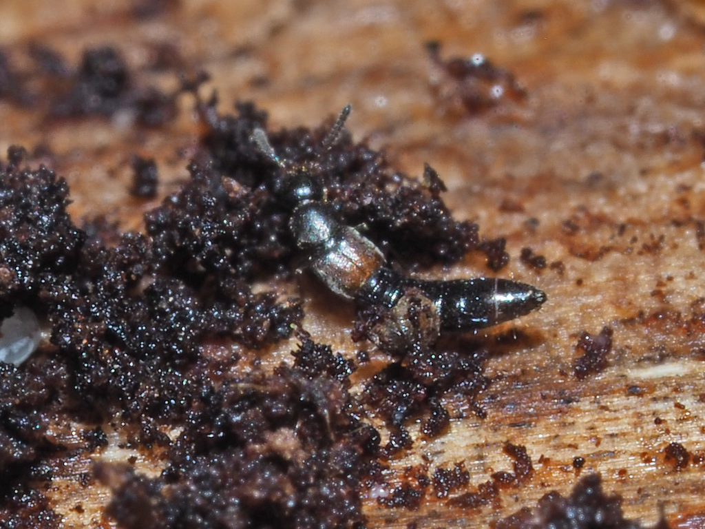Phloeopora corticalis