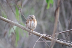 Glaucidium palmarum