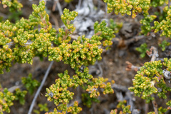 Acantholippia seriphioides