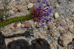 Rhigiophyllum squarrosum