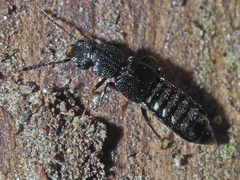 Anotylus rugosus