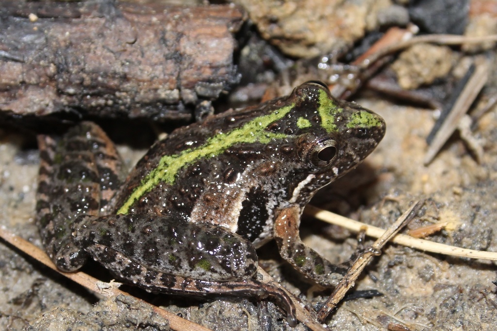 Southern Cricket Frog (Audubon Louisiana Nature Center (ALNC ...