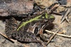 Southern Cricket Frog - Photo (c) Ty Smith, some rights reserved (CC BY-NC), uploaded by Ty Smith