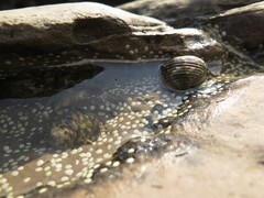 Nerita chamaeleon