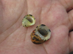 Nerita chamaeleon