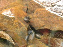 Neripteron violaceum