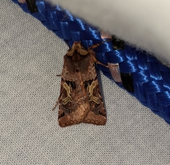 Cerastis enigmatica