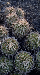 Mammillaria karwinskiana karwinskiana