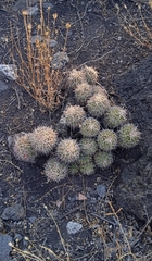 Mammillaria karwinskiana karwinskiana