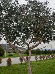 Eucalyptus caesia