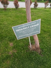 Eucalyptus caesia