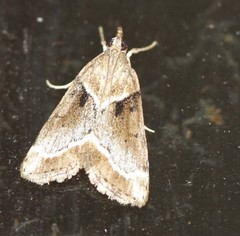 Otiophora leucura