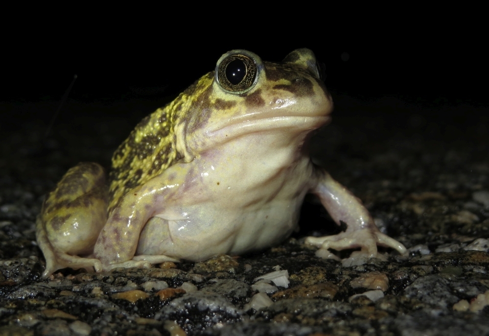 Western Spadefoot