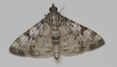 Dysallacta negatalis