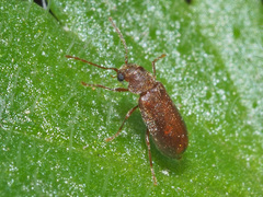 Ernobius abietinus