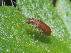 Ernobius abietinus