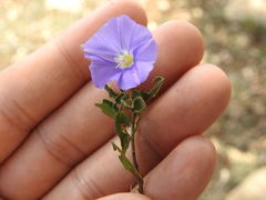 Convolvulus sabatius mauritanicus