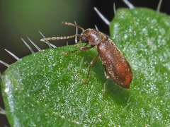 Ernobius abietinus