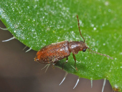 Ernobius abietinus