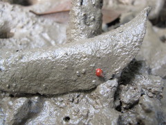 Optediceros breviculum