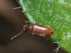 Ernobius abietinus