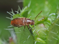 Ernobius abietinus