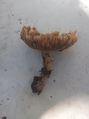 Hydnangiaceae