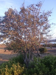 Brachylaena discolor