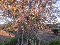 Brachylaena discolor