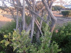 Brachylaena discolor