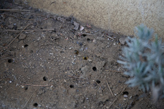 Apoidea