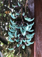 Strongylodon macrobotrys