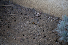 Apoidea