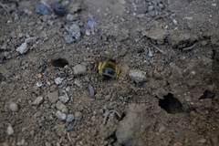 Apoidea