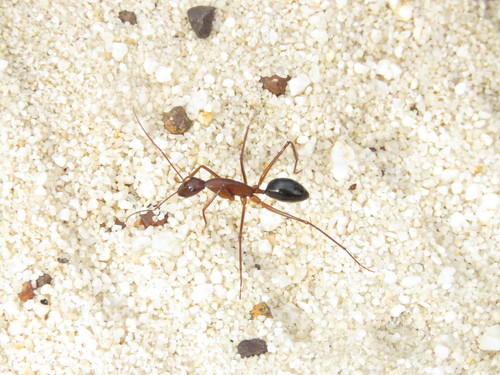 红弓背蚁Camponotus rufus