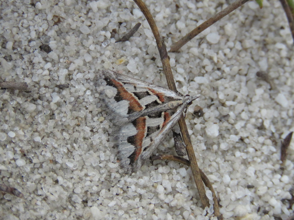 Dichromodes euprepes