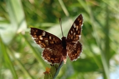 Aricoris hubrichi