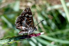 Aricoris hubrichi