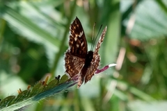 Aricoris hubrichi