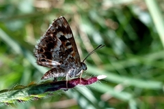 Aricoris hubrichi