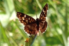 Aricoris hubrichi