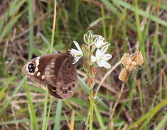 Dira clytus eurina