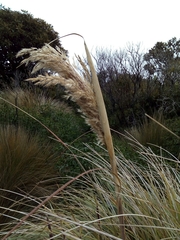 Cortaderia nitida
