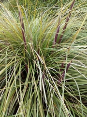 Cortaderia nitida