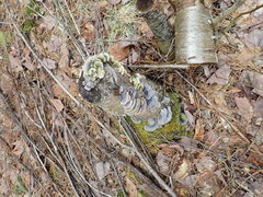 Trametes versicolor image