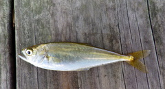 Oligoplites saurus
