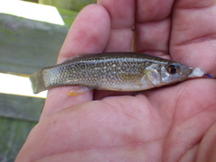 Fundulus grandis